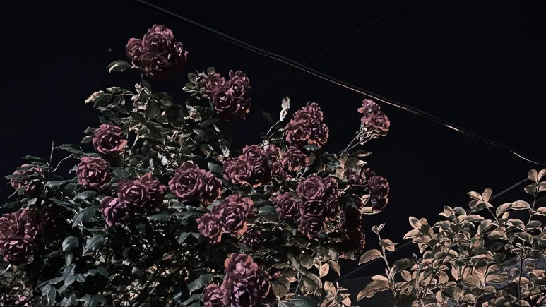 SE-b83dd131-e881-4d22-9d17-561c19bc0d61.jpg?type=w773