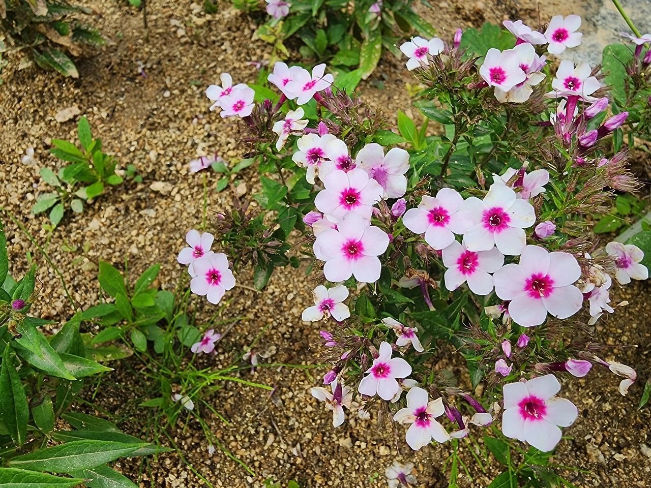 KakaoTalk_Photo_2025-09-19-14-51-34 001.jpeg