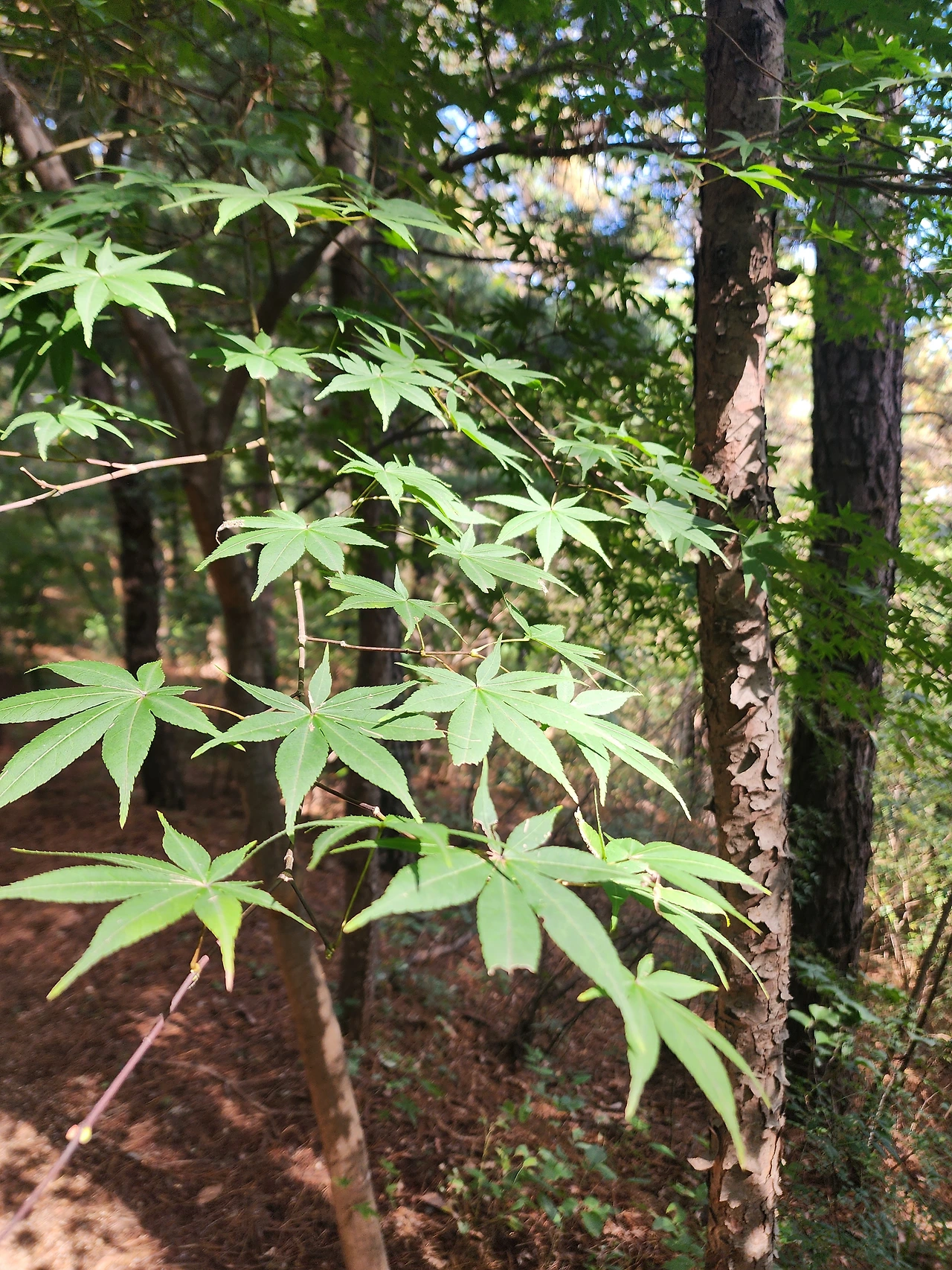 KakaoTalk_Photo_2025-10-20-18-36-56 002.jpeg