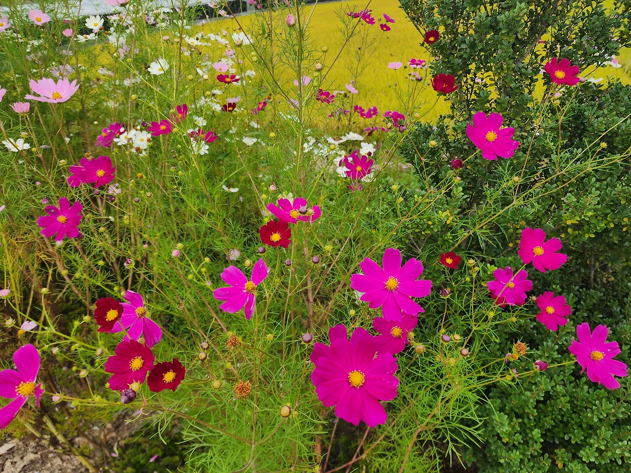 KakaoTalk_Photo_2025-10-06-11-56-21 007.jpeg