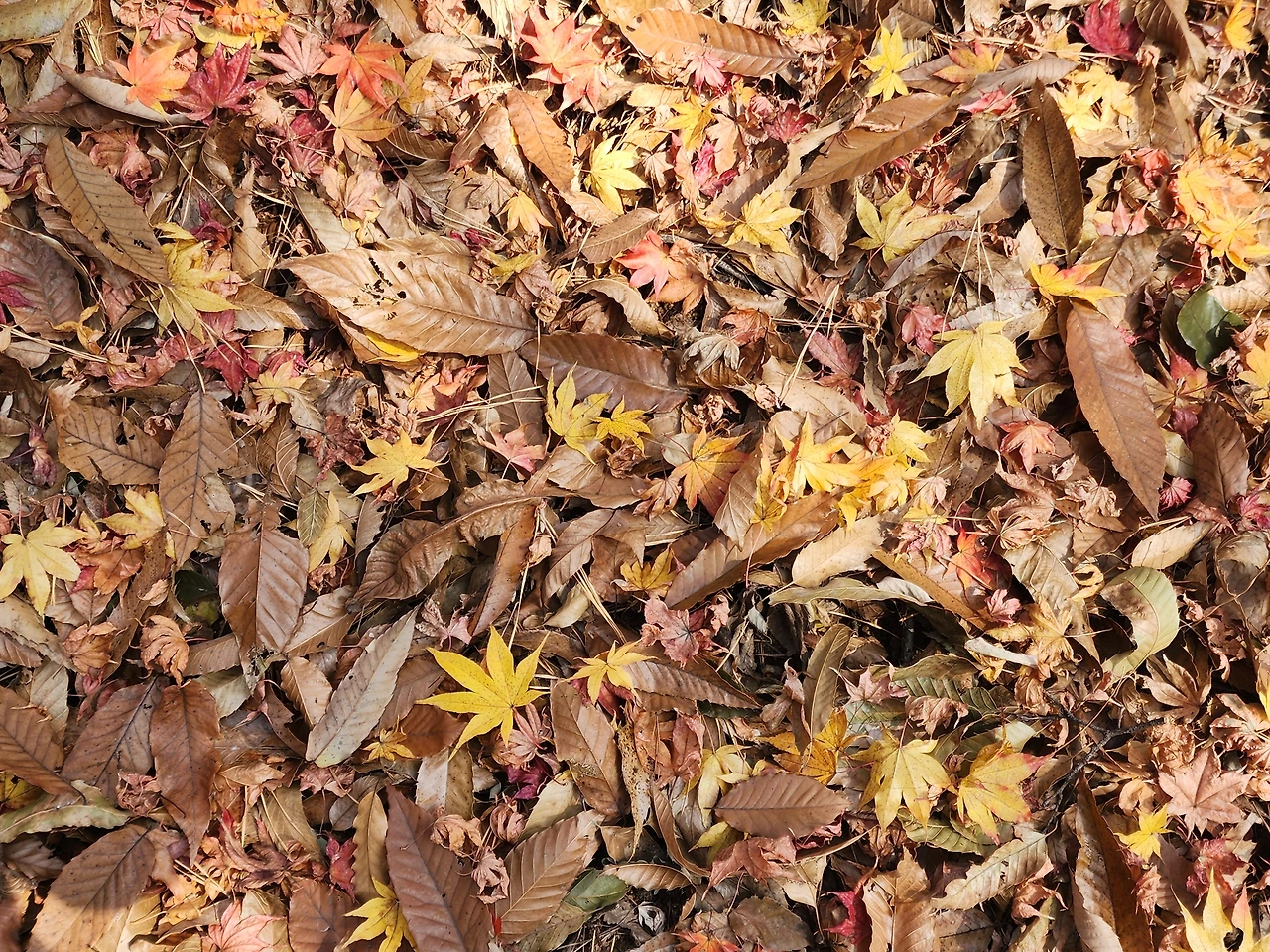 KakaoTalk_Photo_2025-11-28-22-10-27 001.jpeg