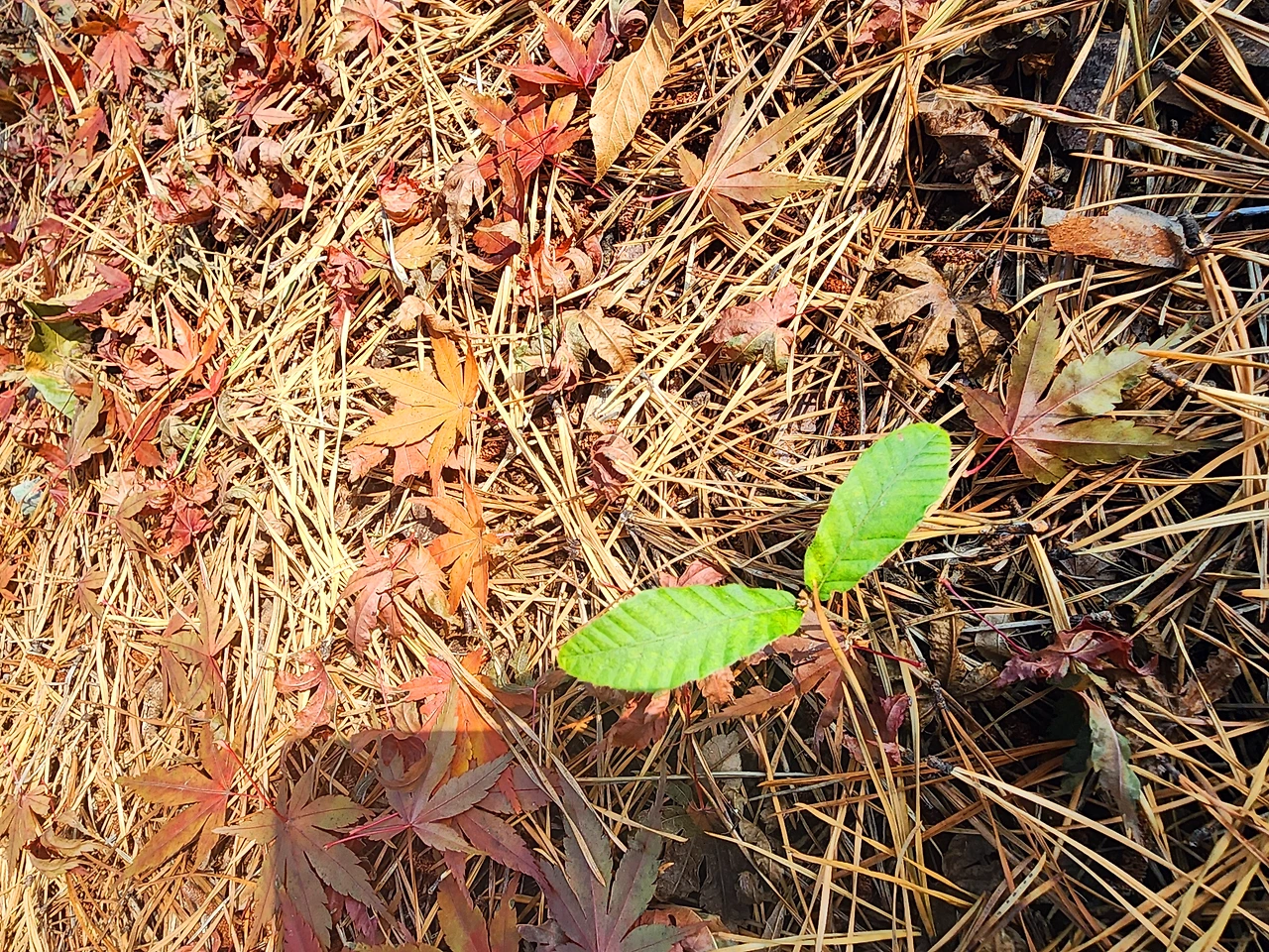 KakaoTalk_Photo_2025-12-02-14-22-42 001.jpeg