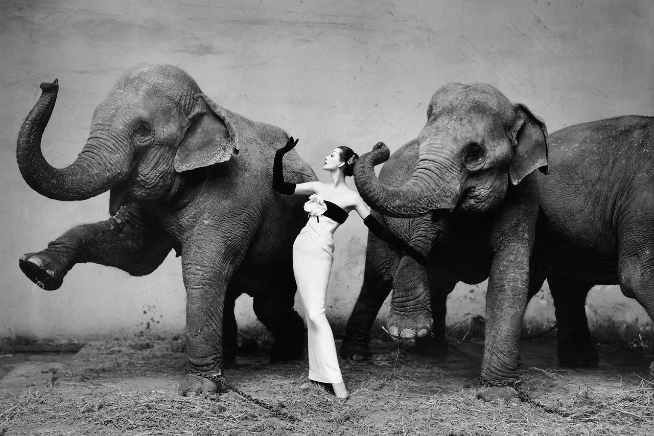 Dovima-with-elephants-evening-dress-by-Dior-Cirque-dHiver-Paris-August-1955.jpg?crop=0px%2C25px%2C1800px%2C1200px&resize=1581%2C1054
