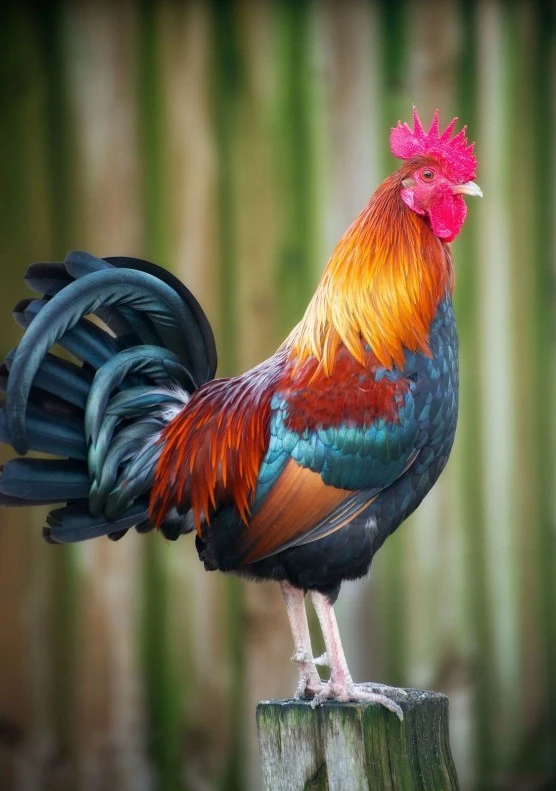 mosaG1ENCl.jpeg?type=w556