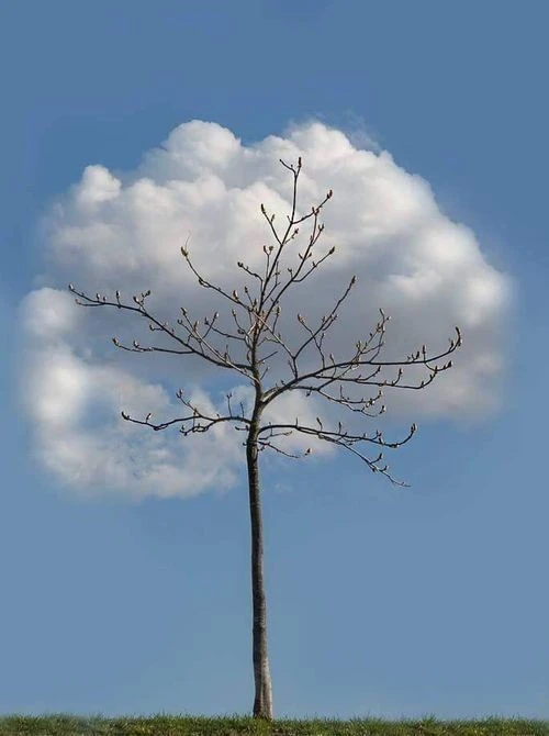 mosaFM0qYL.jpeg?type=w556