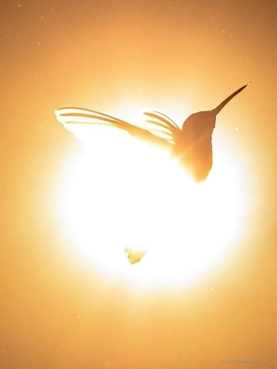 mosaOtfd9k.jpeg?type=w556