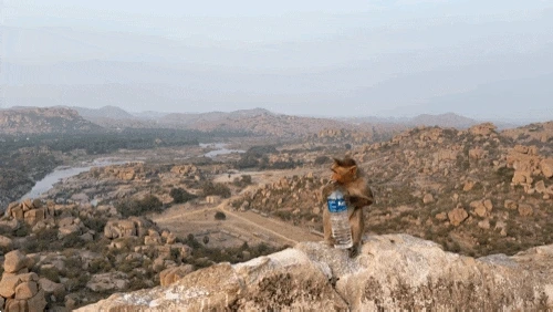 1083411682.gif?type=w1