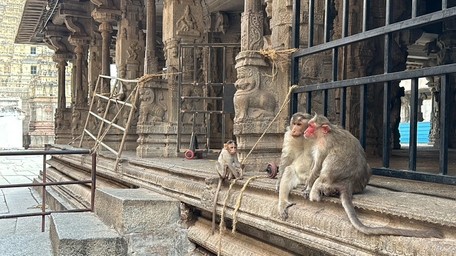 IMG_6808.JPG?type=w1