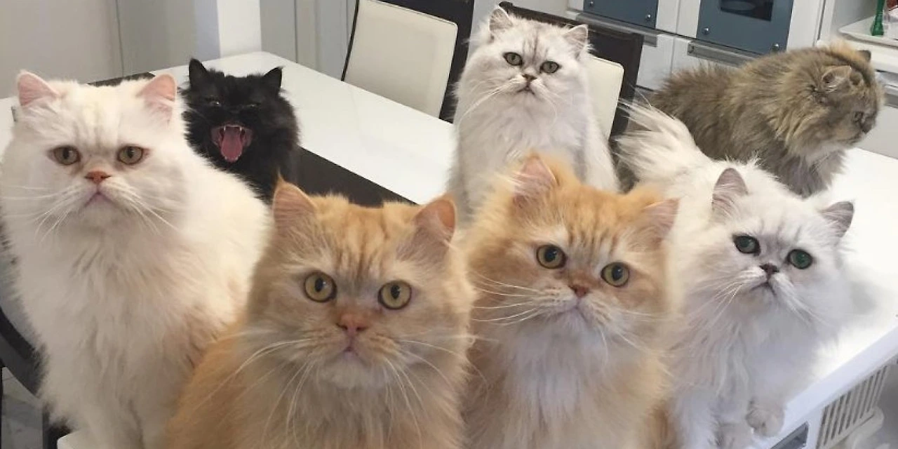 xIyQVo6ydhanXDWaLAP0lvgCdPKiA1iv-Fns4LET-ccwLjQiWBxpDFJ_wQBsMzCPzA5Bik_69PCm14IxNY0TOBK4hrixKHUdjgJUpPTZmZiSignE45laCiz-NkX0tECIgMvRMG1M