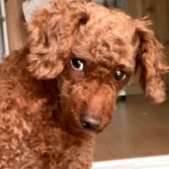 Screenshot%EF%BC%BF20210812%EF%BC%8D152556%EF%BC%BFGallery.jpg?type=w773