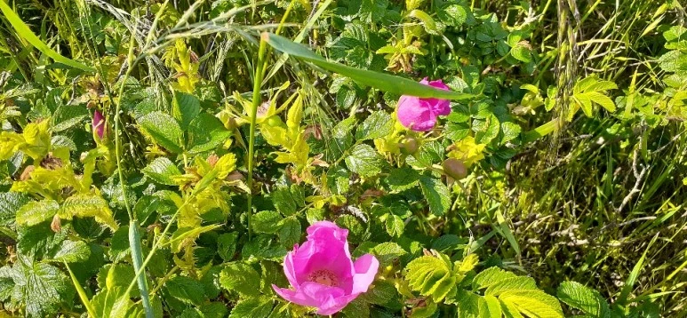 KakaoTalk_20200528_224135712_20_(2).jpg?type=w773