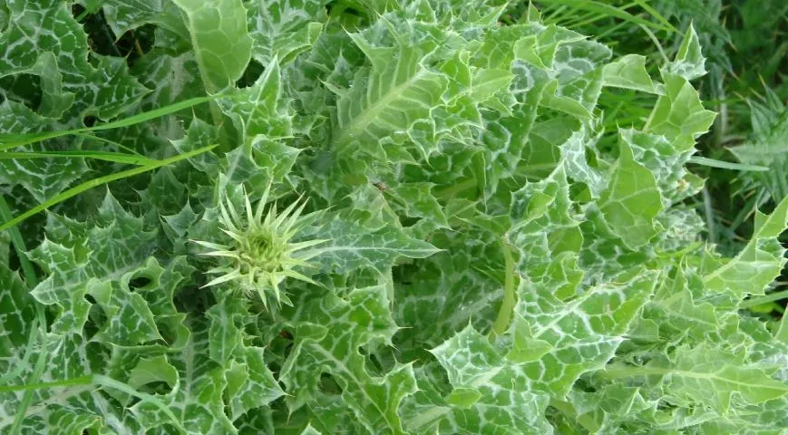 밀크씨슬 잎.JPG