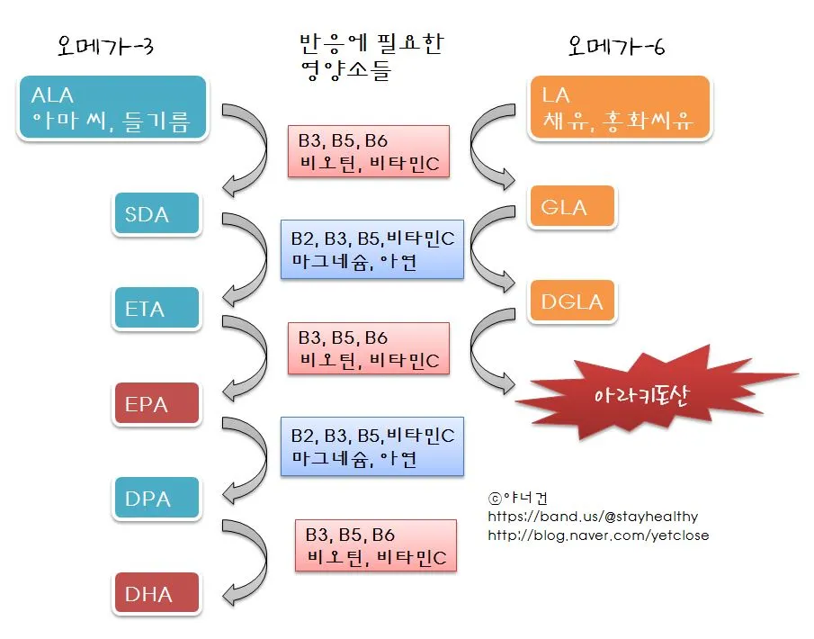 오메가3 오메가6 경로.JPG