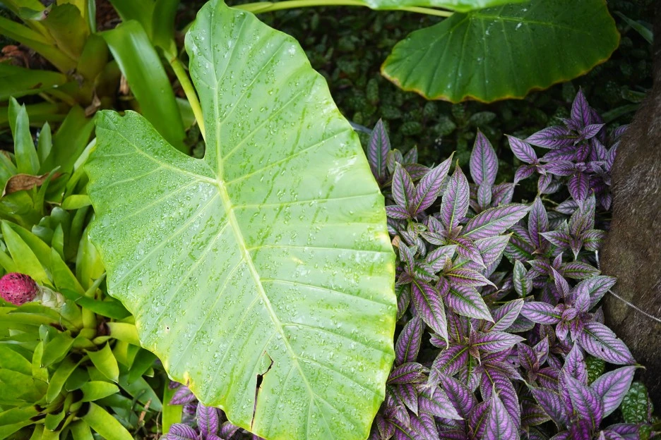 PAR07875.JPG?type=w1