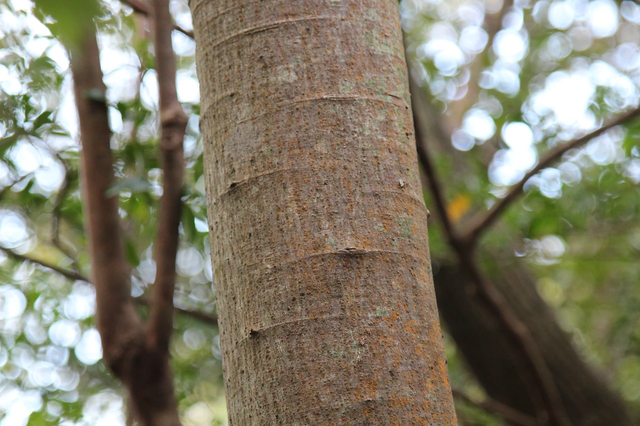 소귀나무-20201114-서귀포 (3).JPG