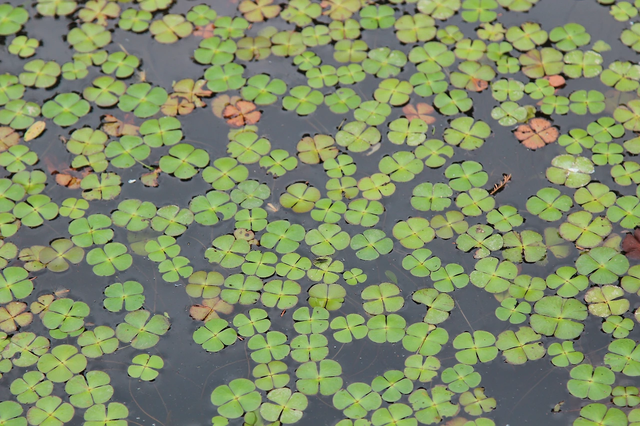 네가래-20220605-물향기수목원 (1).JPG