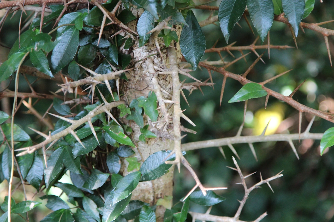 산유자나무-잎-가시-IMG_6228-20201115안덕계곡.JPG