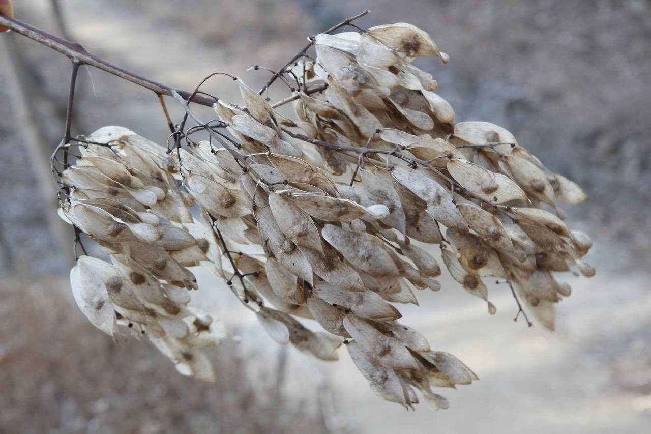 가죽나무열매코투리_MG_2533-20200118남한산성 (1).JPG