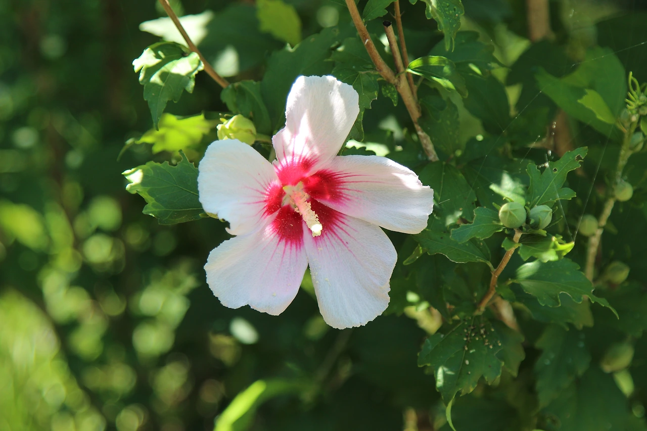 20220725-무궁화-춘천 (2).JPG