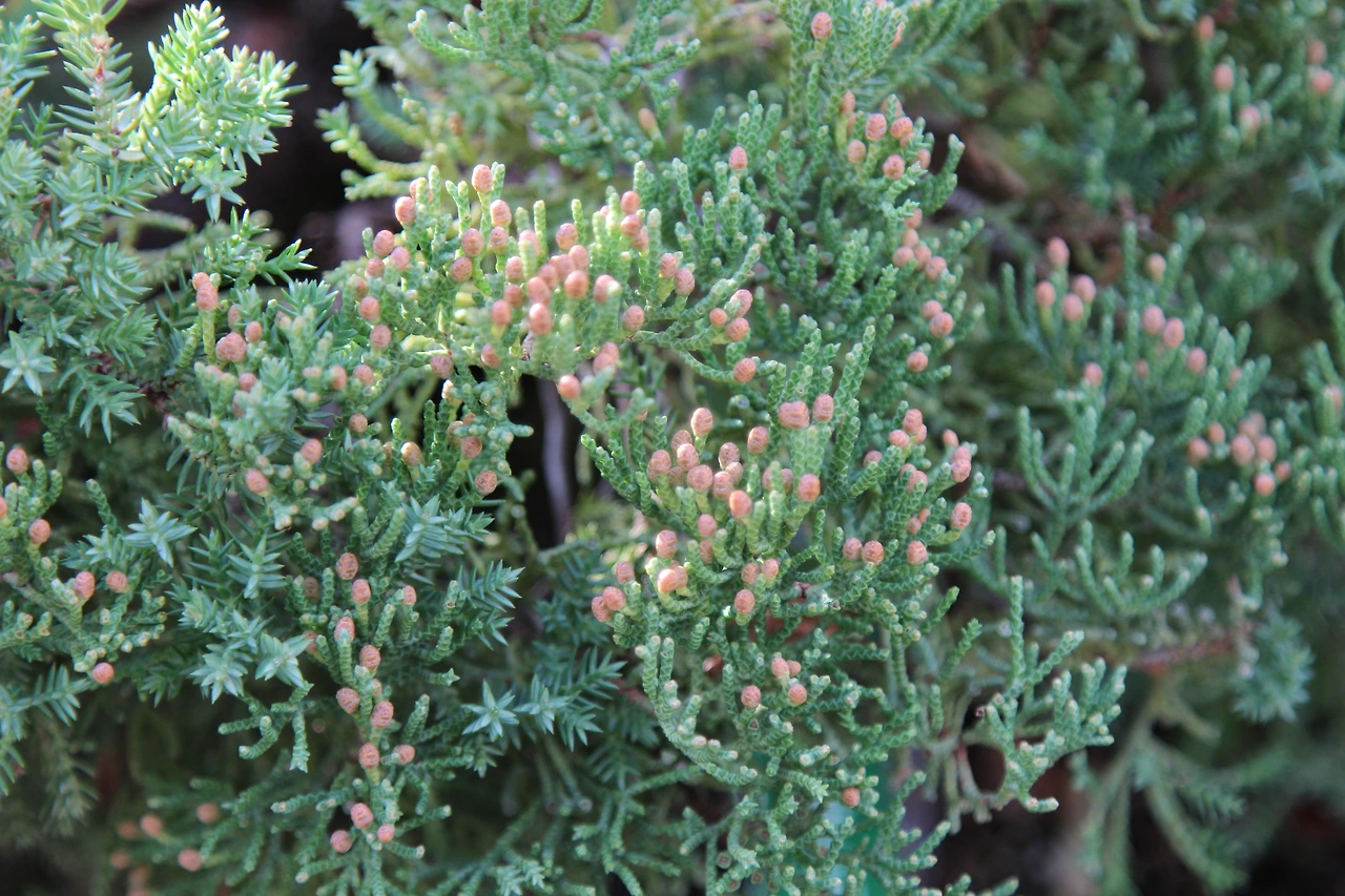 눈향나무-화분-20221225-창경궁온실 (4).JPG