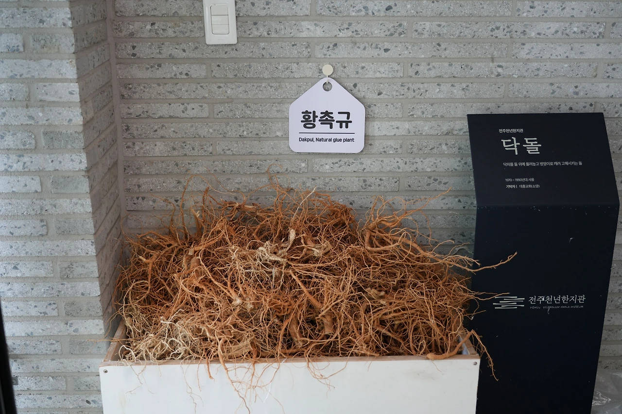 닥풀뿌리-전주천년한지관-20250730.JPG