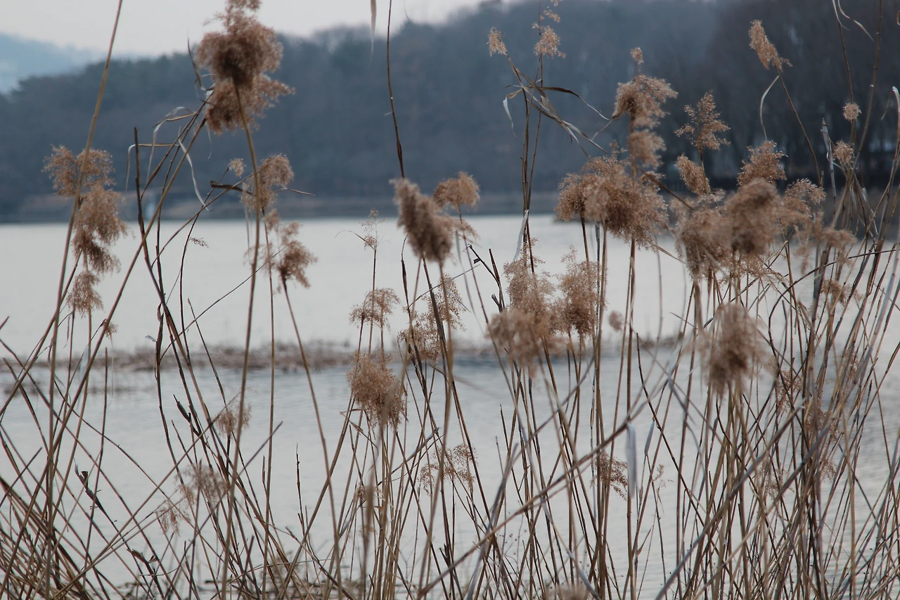 갈대-20220311-성남.JPG