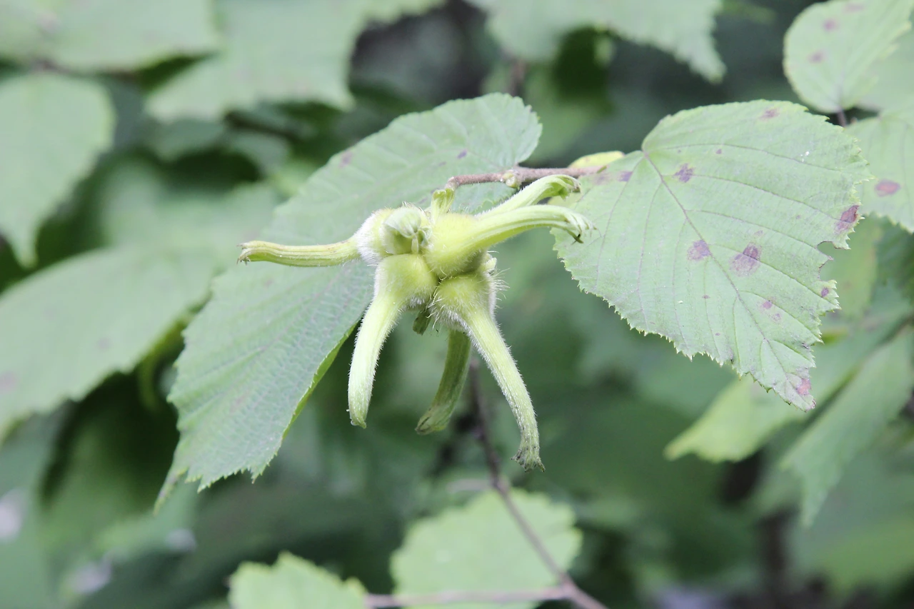 개암나무-참개암나무_MG_5924_20180714괴산 (1).JPG