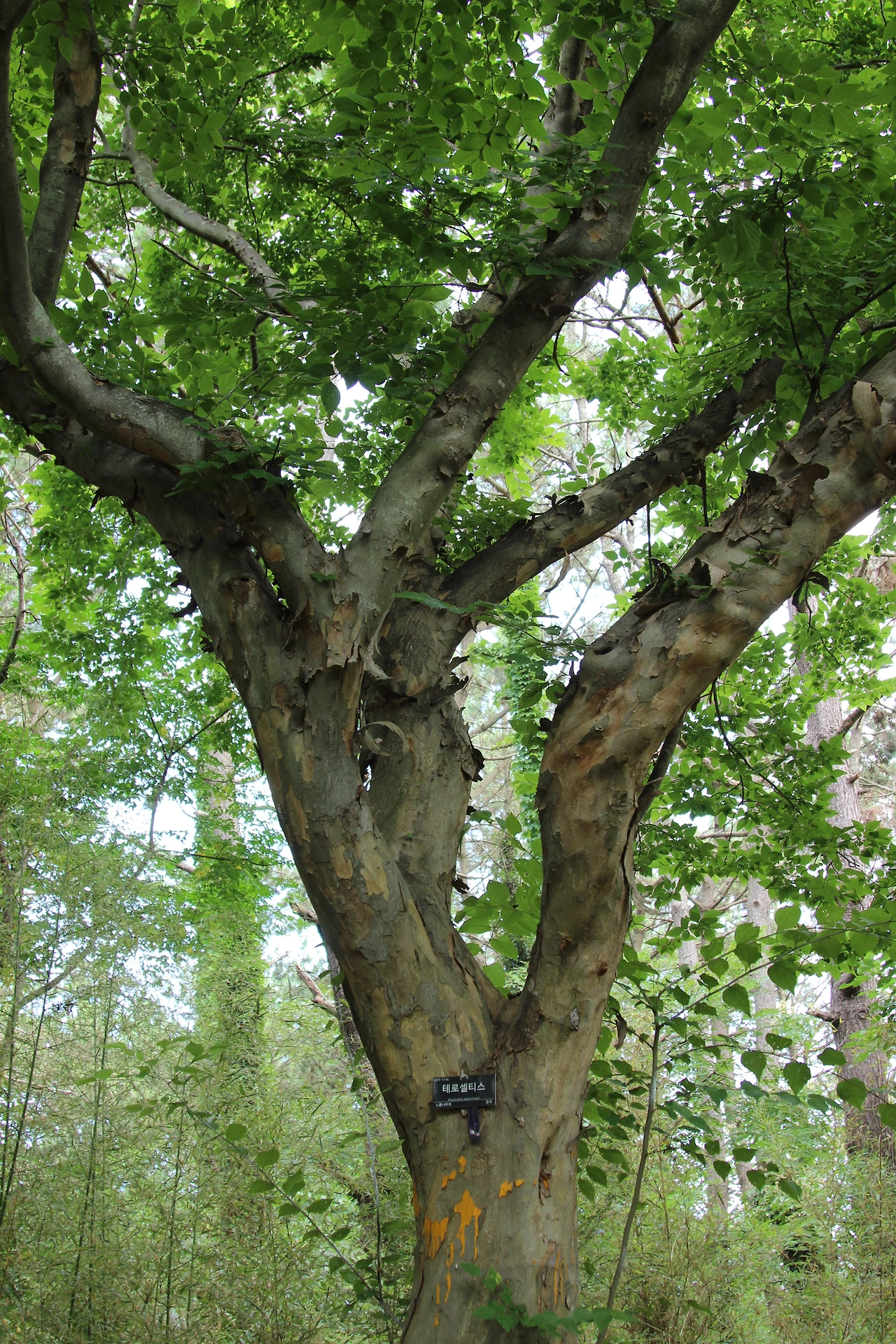 청단-테로셀티스-20210731천리포 (2).JPG