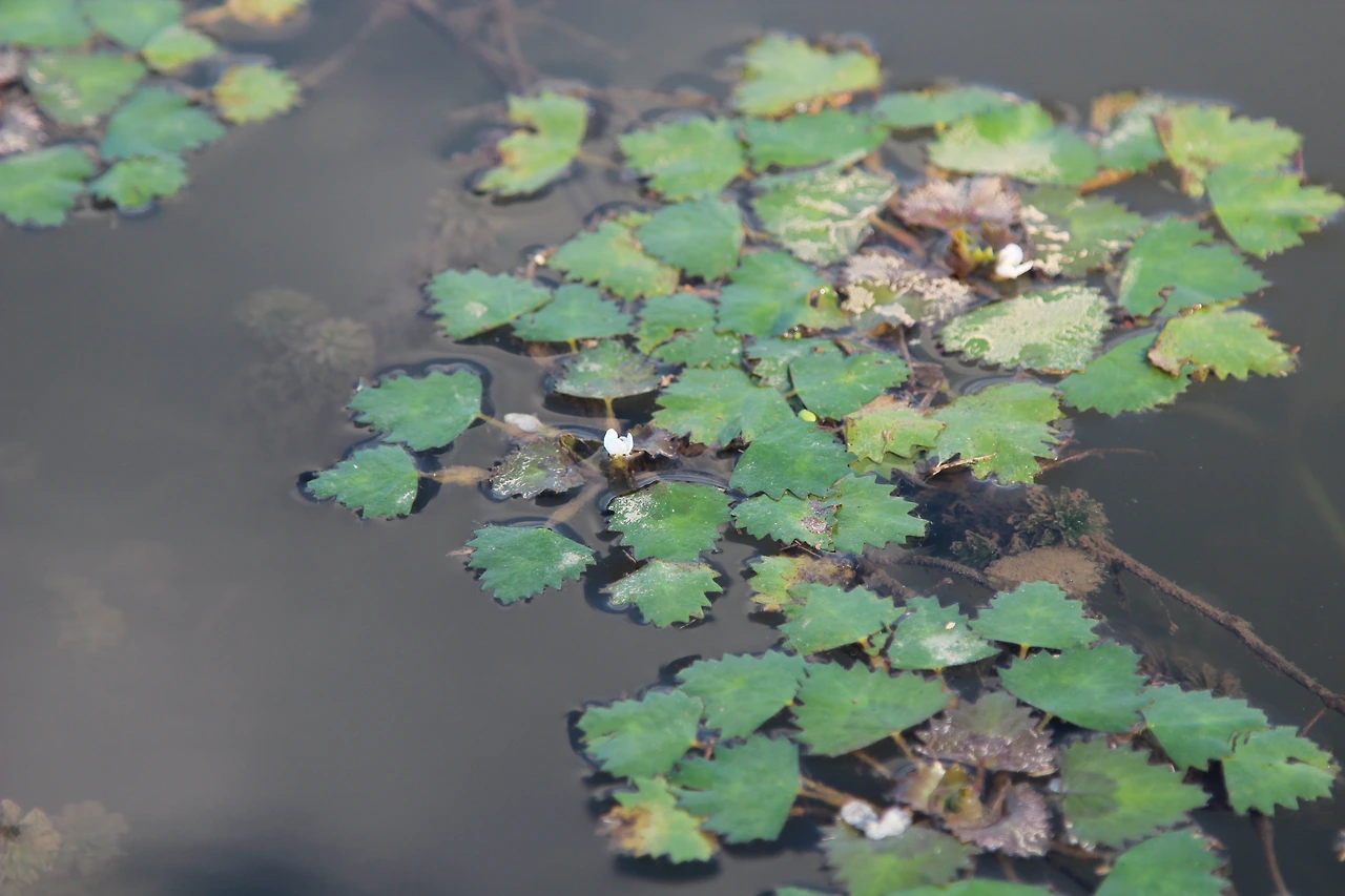 애기마름-20190818-횡성 (2).JPG