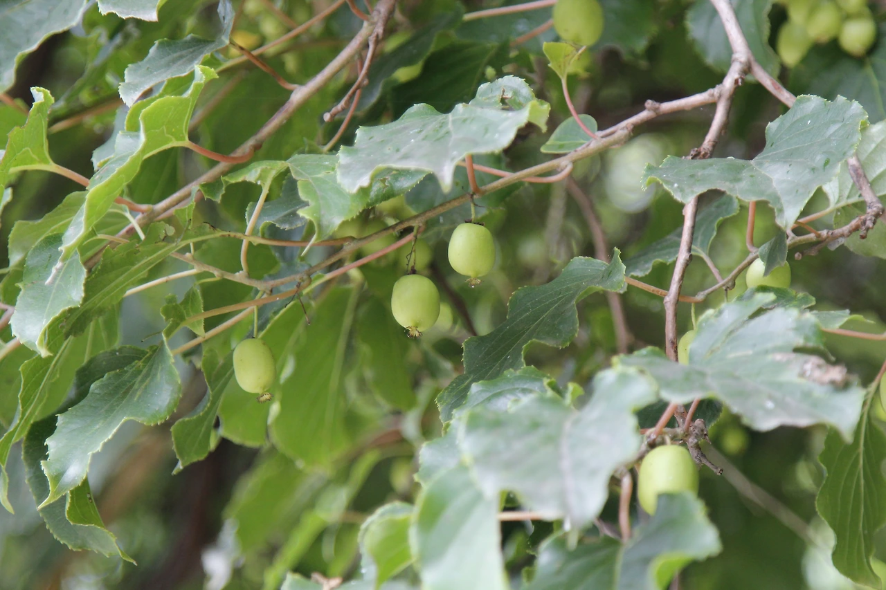 다래_MG_6085-다래-20160710 양평.JPG