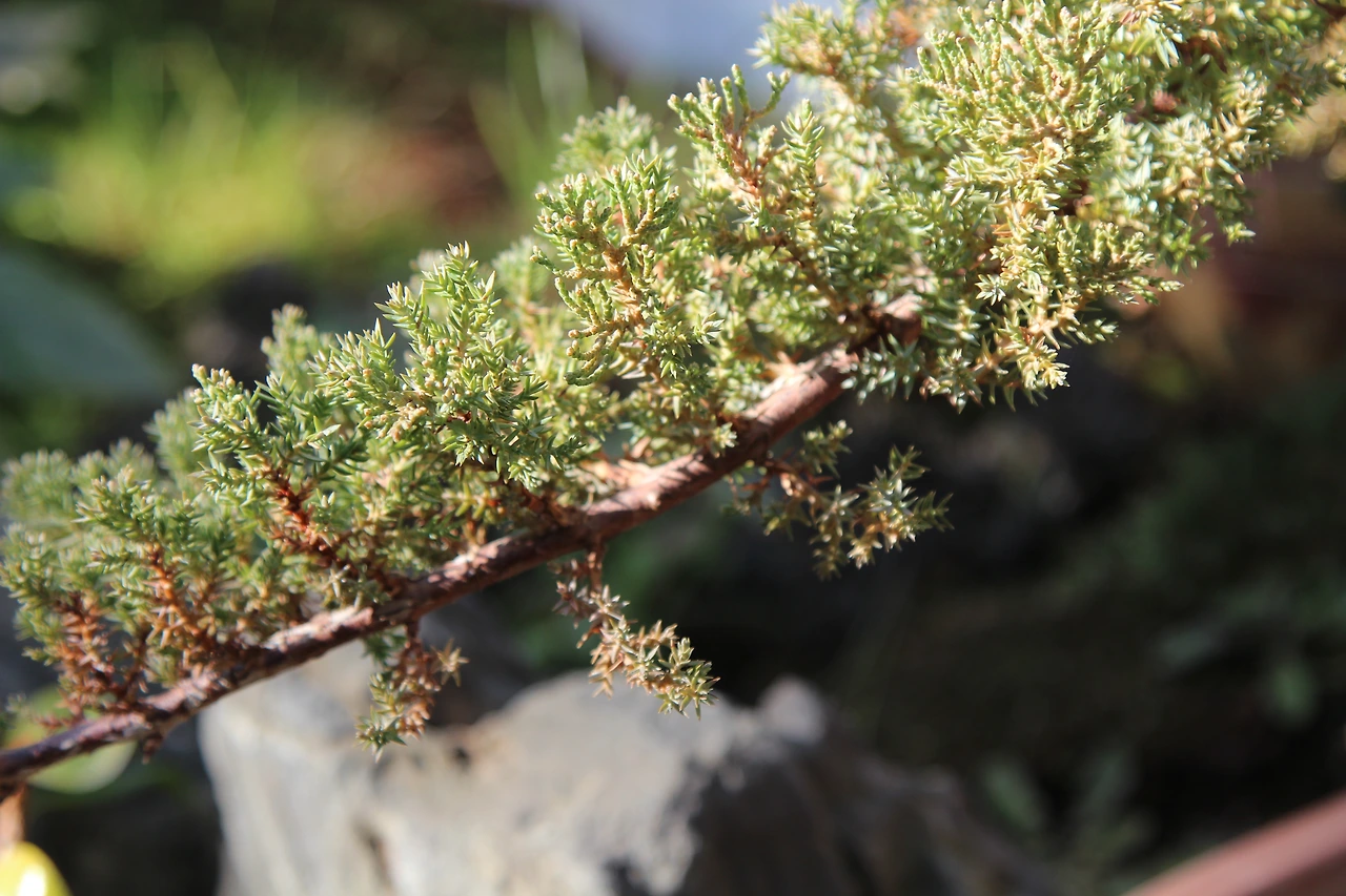 눈향나무-화분-20221225-창경궁온실 (3).JPG