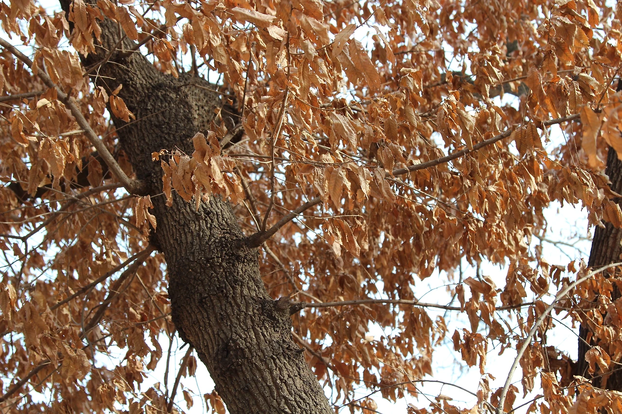 상수리나무-겨울모습-20181226경주.JPG