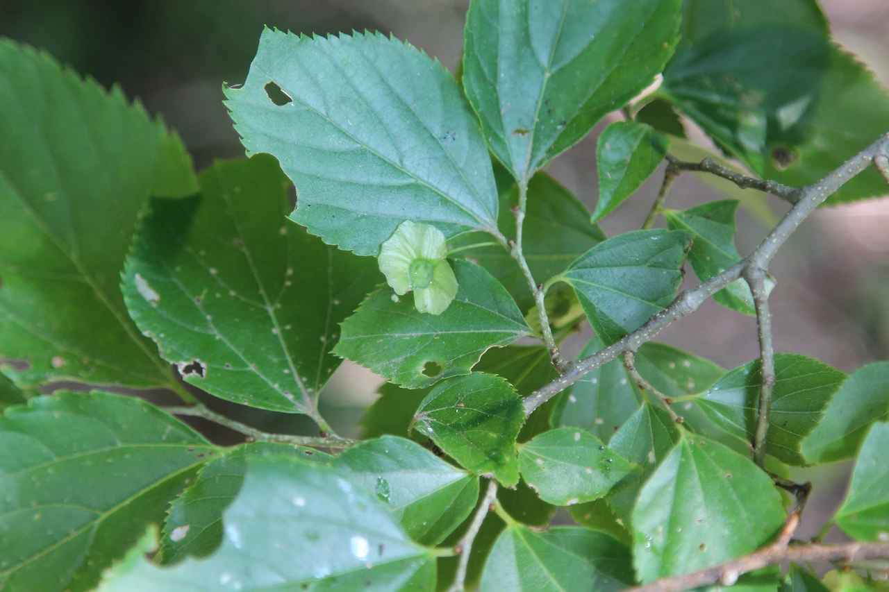 청단-테로셀티스-20210731천리포 (1).JPG