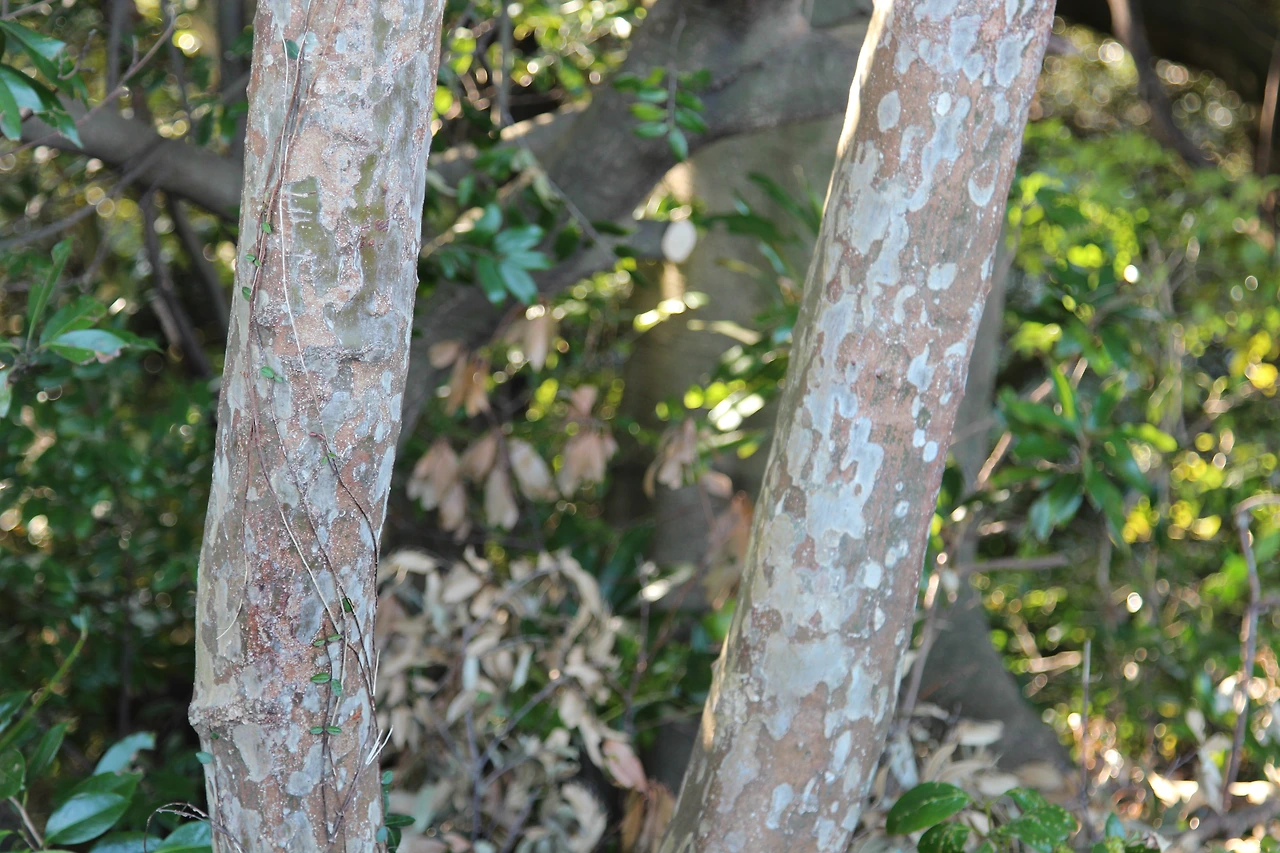 육박나무수피-IMG_6187-20201115서귀포안덕계곡.JPG