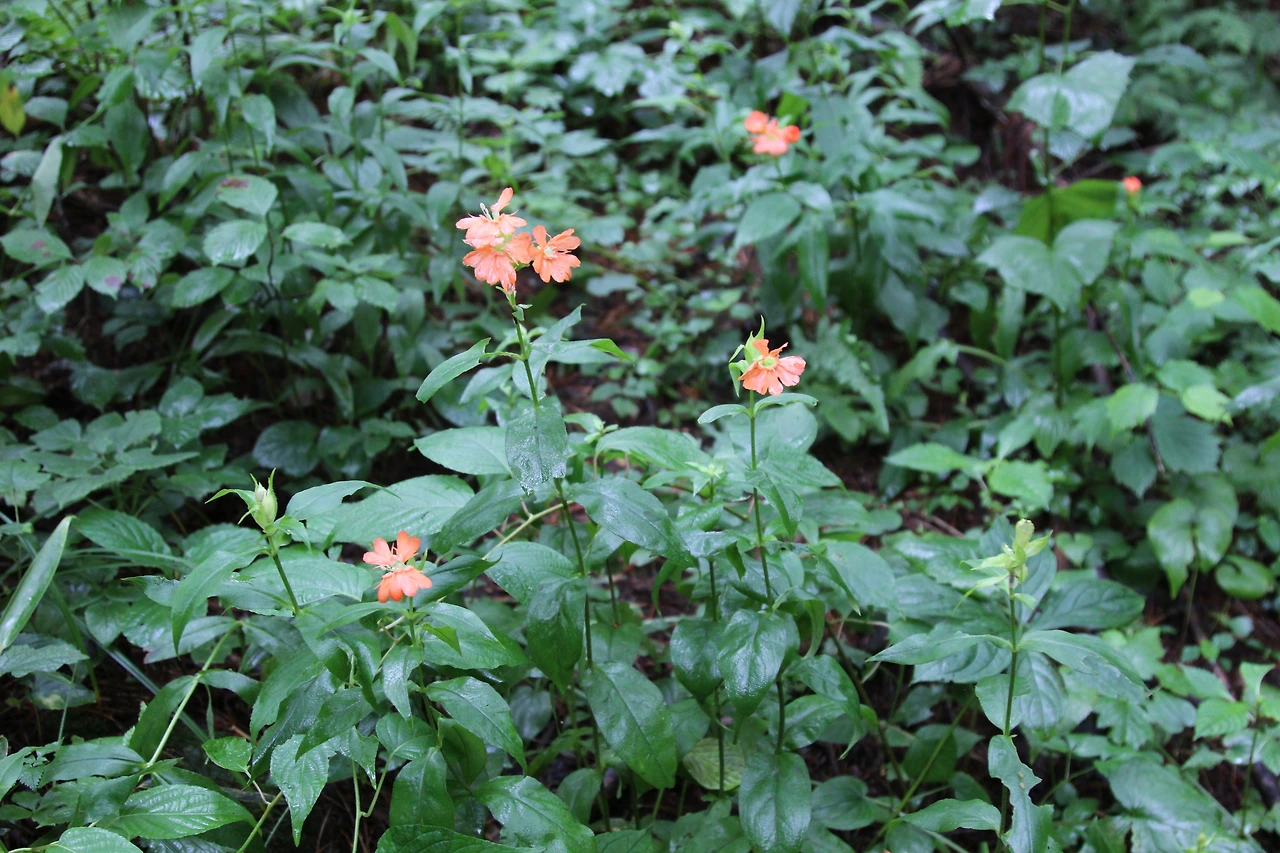 동자꽃-20220722-횡성청태산 (2).JPG