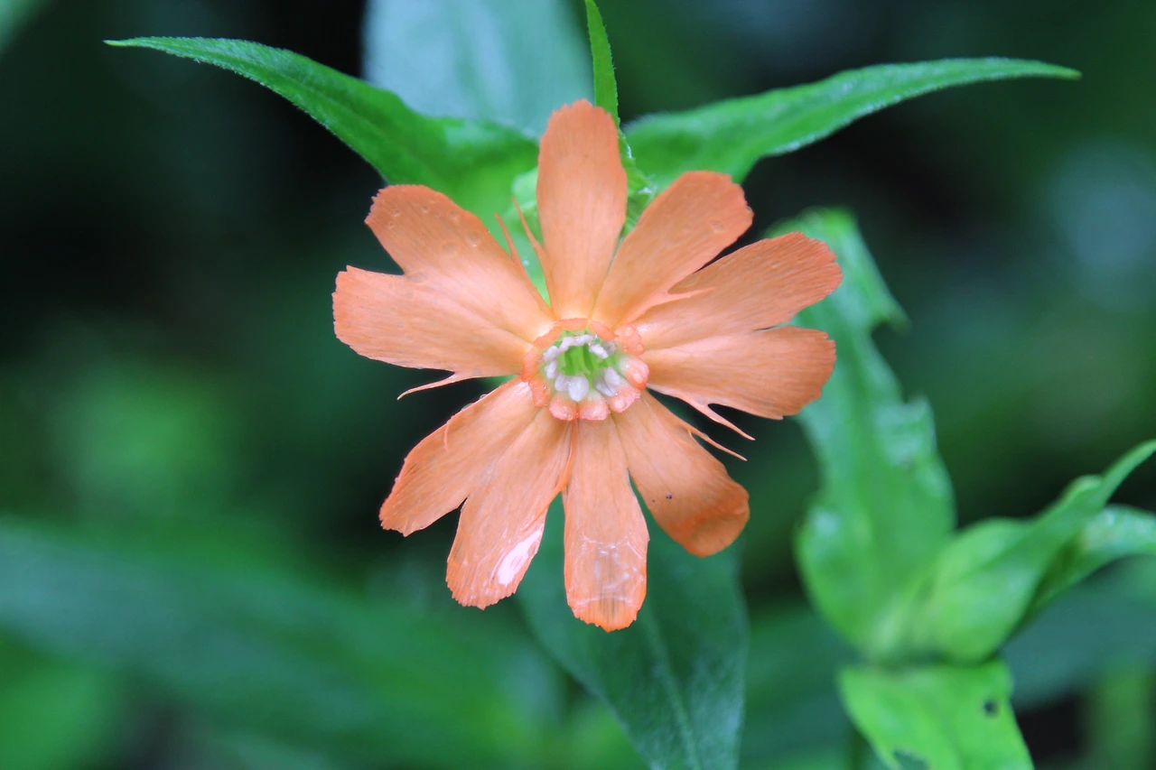 동자꽃-20220722-횡성청태산 (1).JPG