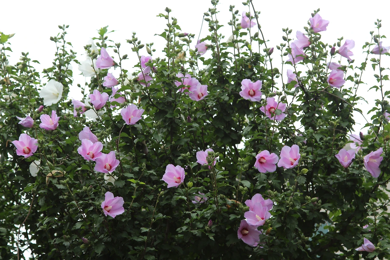 무궁화-20230715-과천 (1).JPG