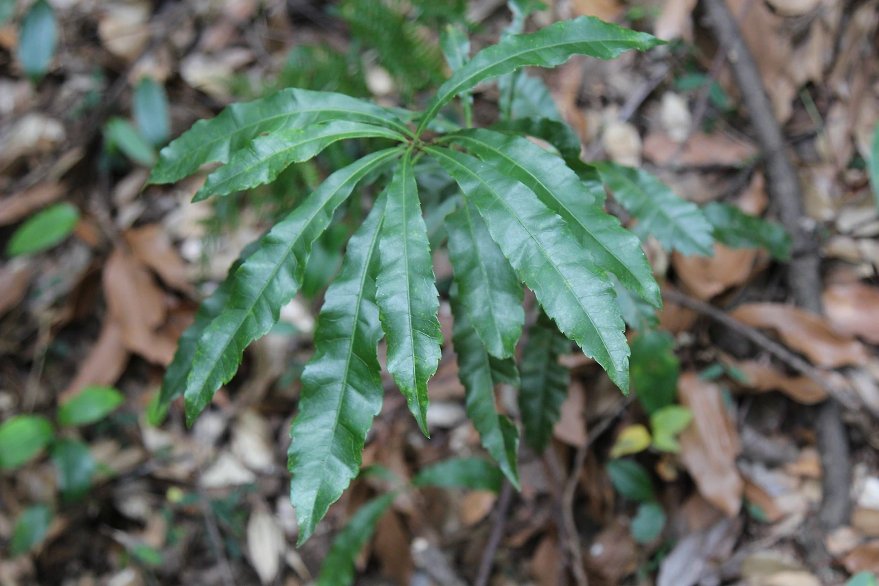 소귀나무-20201114-서귀포 (2).JPG