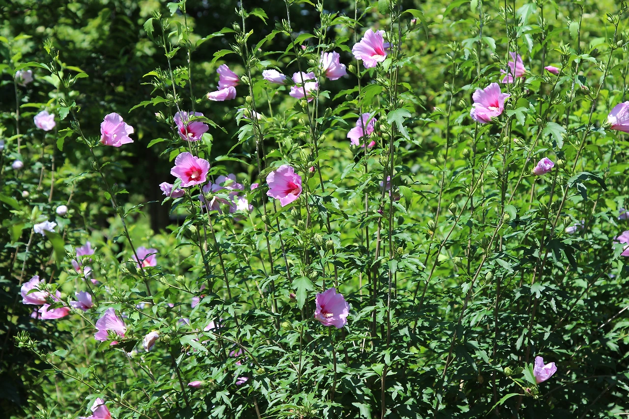 20220725-무궁화-춘천 (1).JPG