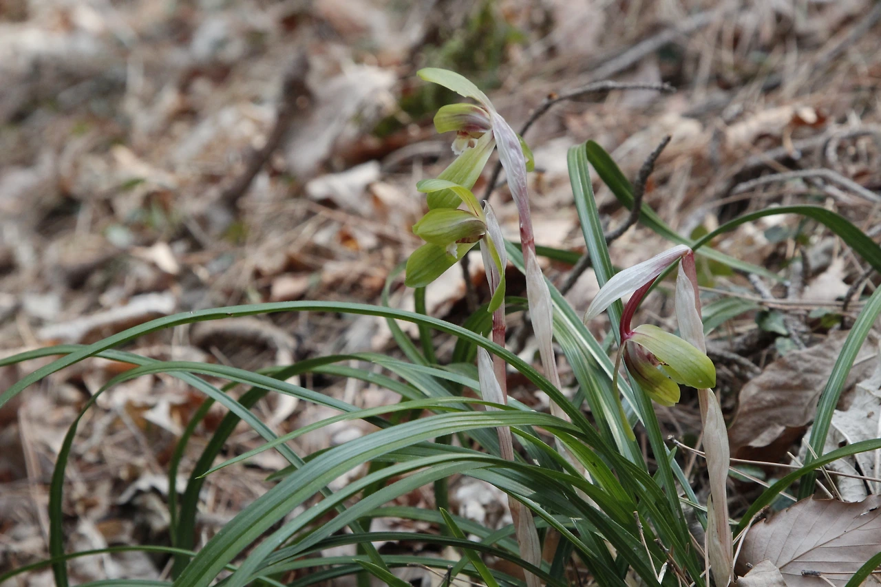 보춘화-20190406-해남-춘란의 일종.JPG