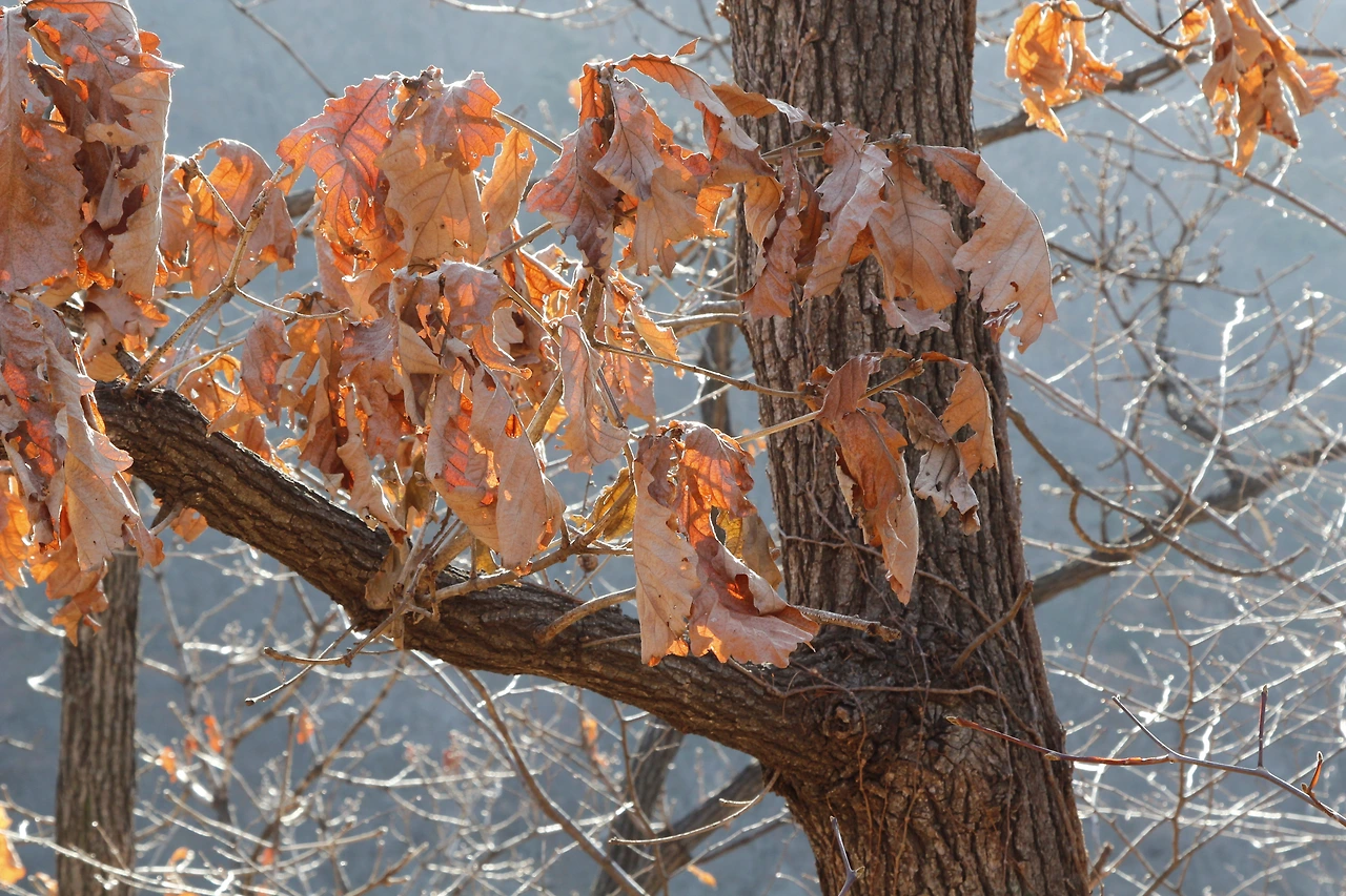 떡갈나무-20190209-천마산_MG_2686.JPG