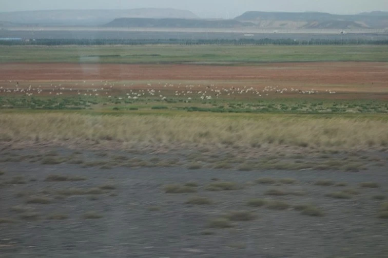 창밖경치_양떼_수정.jfif