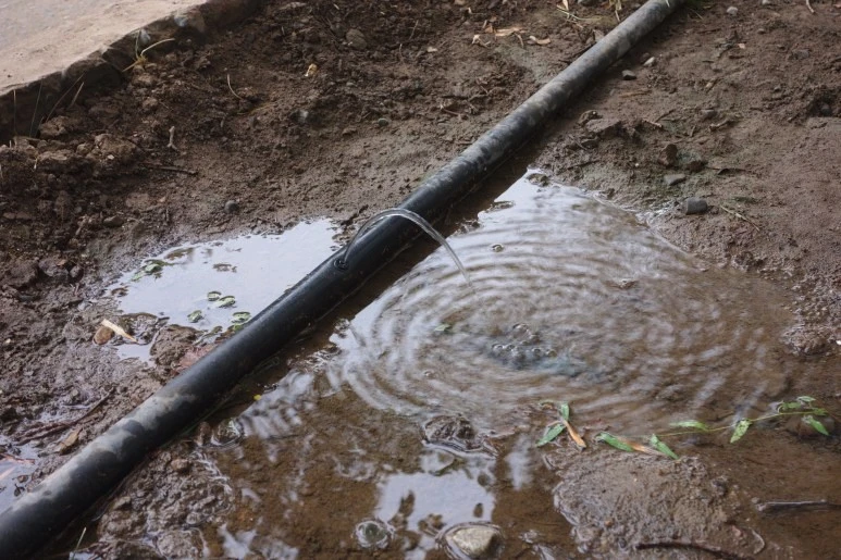 가로수_인공물2_수정.jfif