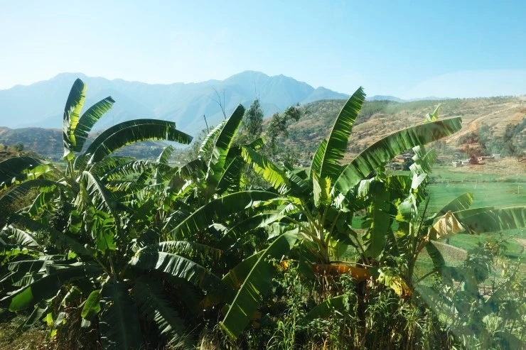 풍경1_판즈화리장1_수정.jfif