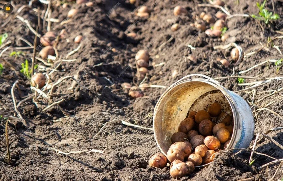 0_g1bUd018svc1o3fw6k4r5mdu_149gk0.png?type=e1920_std