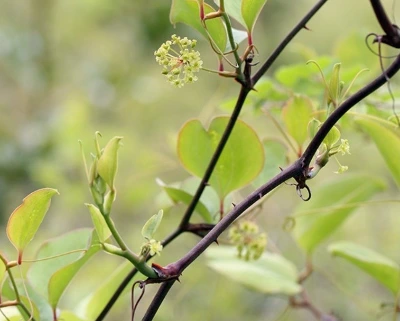 4_de6Ud018svc9kq3g56fggib_149gk0.jpg?type=e1920_std