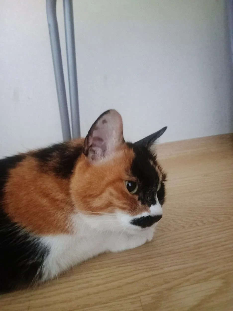 SE-e8cd91b7-af5a-48fa-9710-0066ca7c5e44.jpg?type=w1