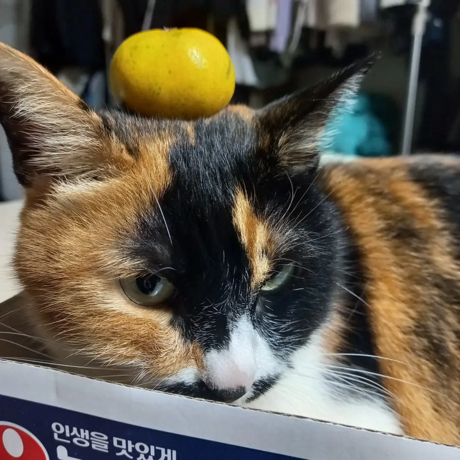 KakaoTalk_20250528_225916653_03.jpg?type=w1