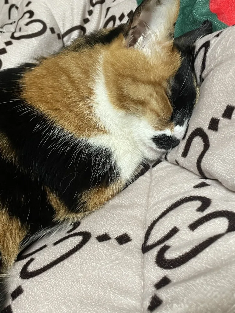 KakaoTalk_20250527_170004888_02.jpg?type=w773