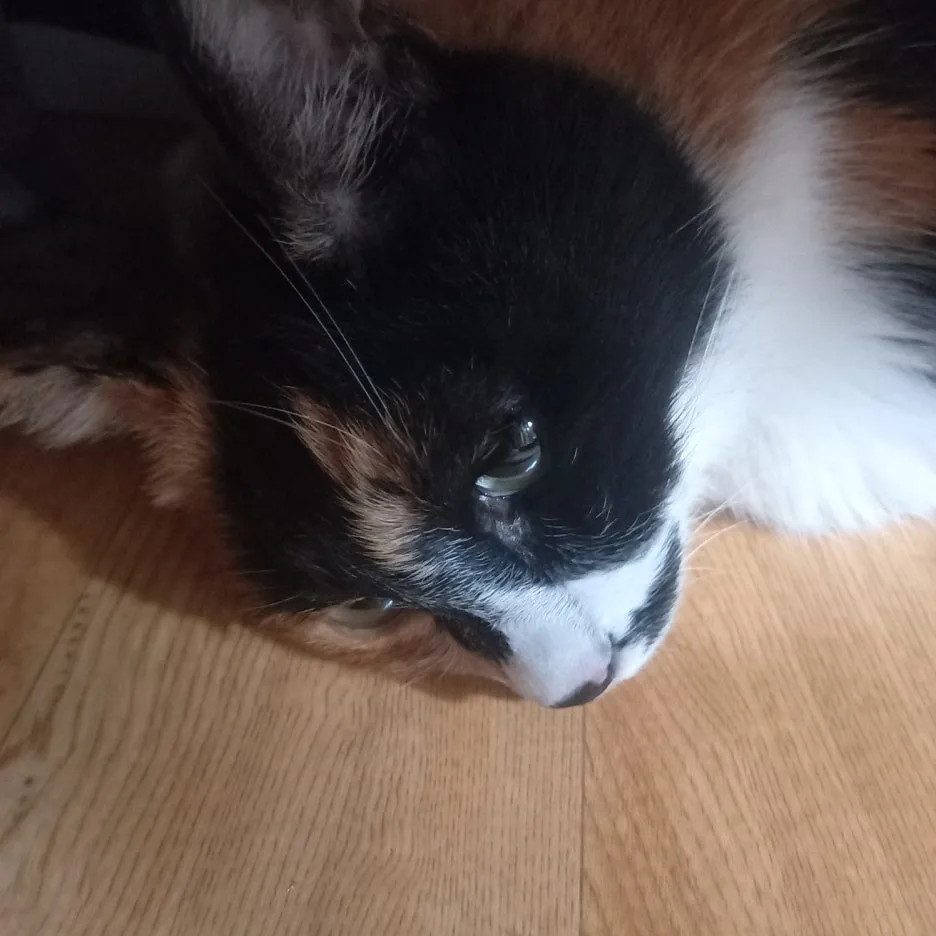 KakaoTalk_20250731_144534500.jpg?type=w1